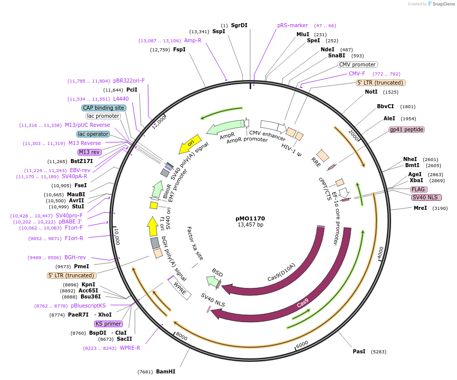 232073-plasmid-map-sequence-id-460235
