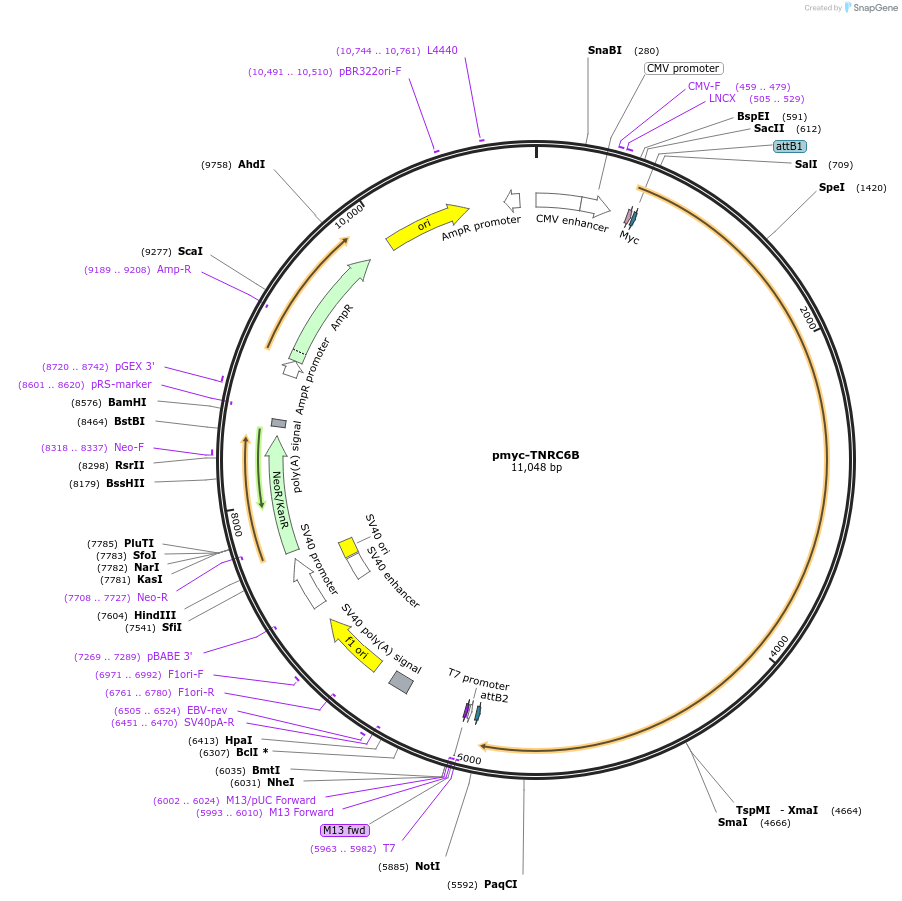 10978-plasmid-map-sequence-id-460237