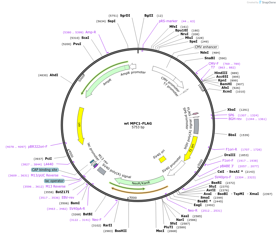 228903-plasmid-map-sequence-id-460269