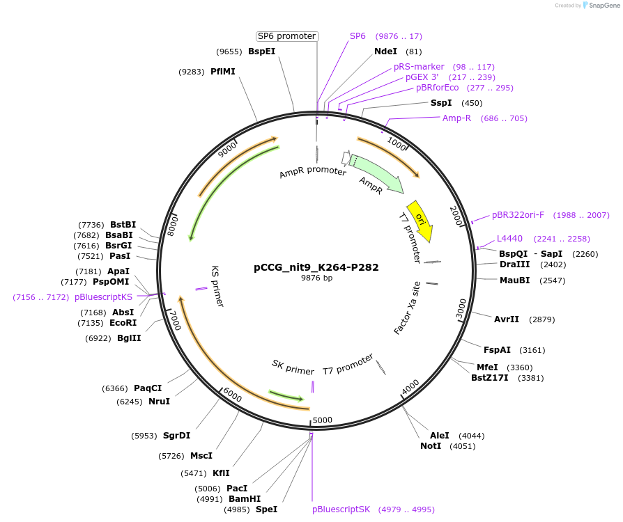 228425-plasmid-map-sequence-id-460271