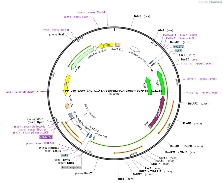 230990-plasmid-map-sequence-id-460272