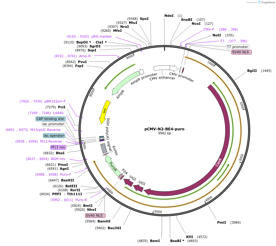 226583-plasmid-map-sequence-id-460275