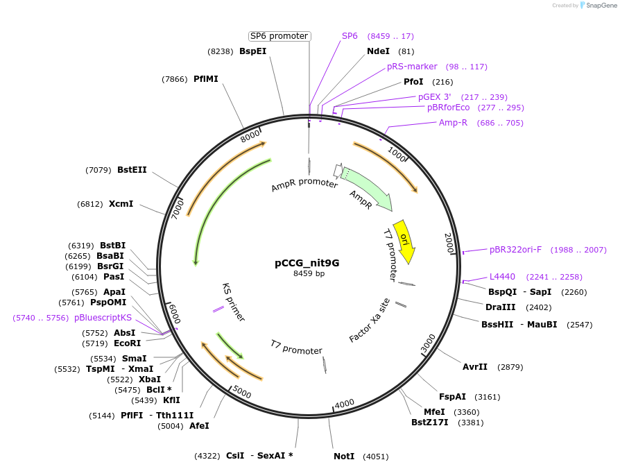 228420-plasmid-map-sequence-id-460291