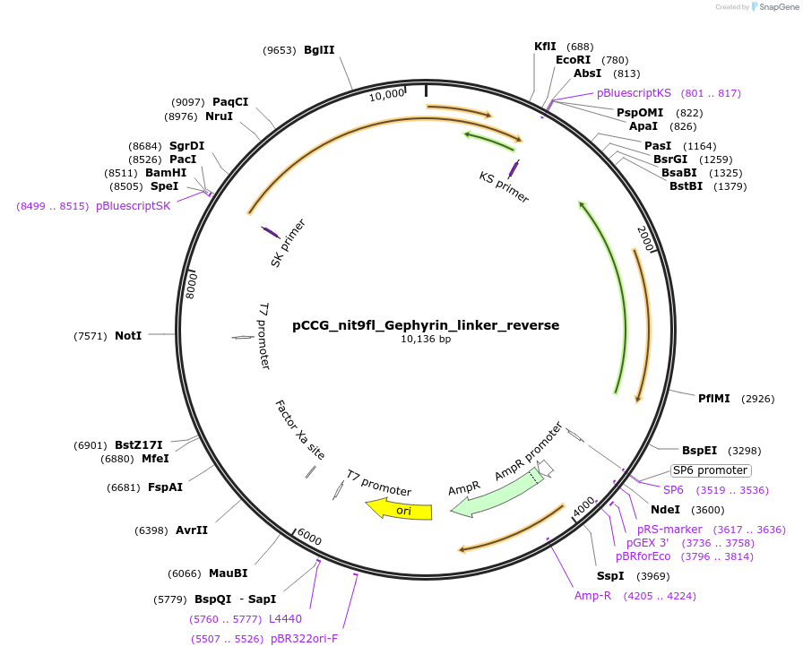 228417-plasmid-map-sequence-id-460294