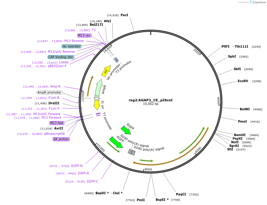 223024-plasmid-map-sequence-id-460300