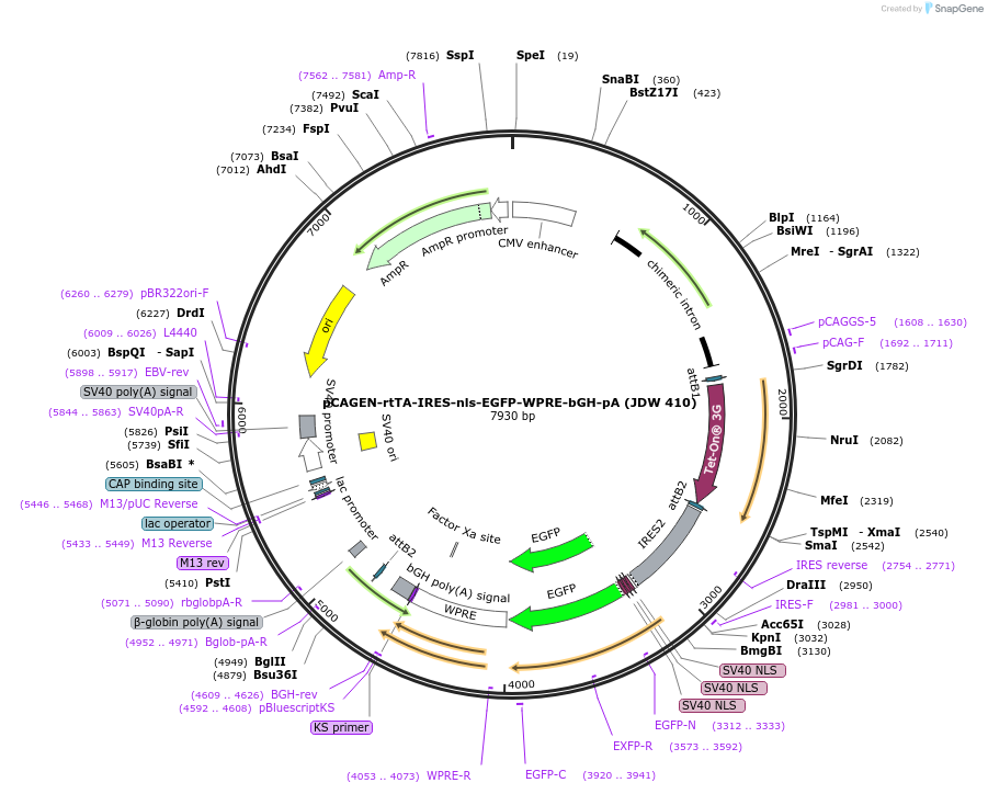 229807-plasmid-map-sequence-id-460316