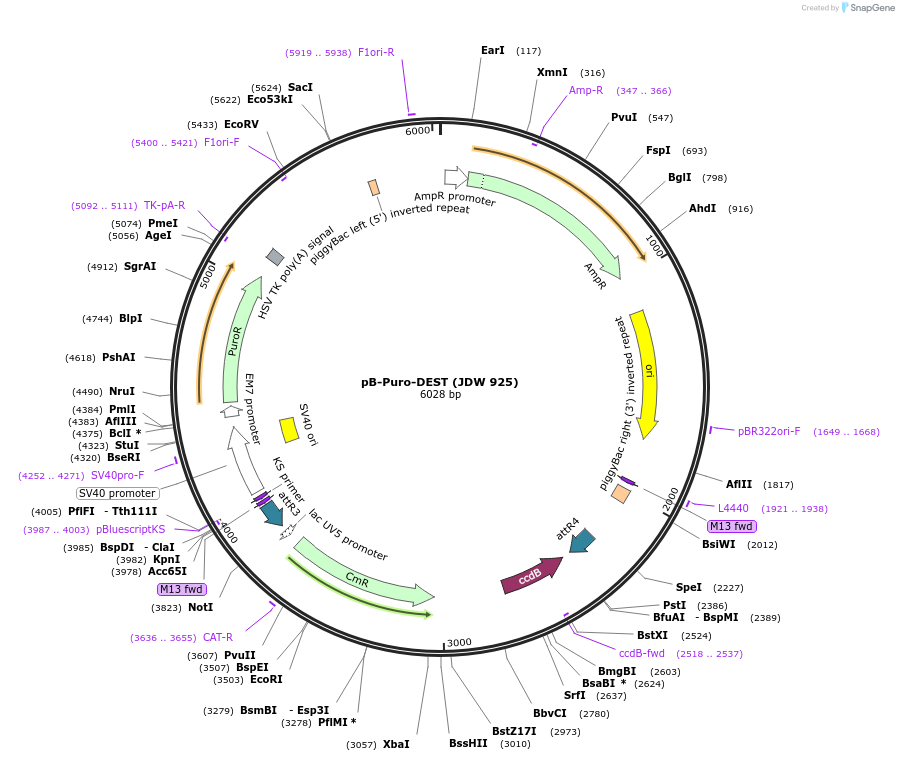 229808-plasmid-map-sequence-id-460317