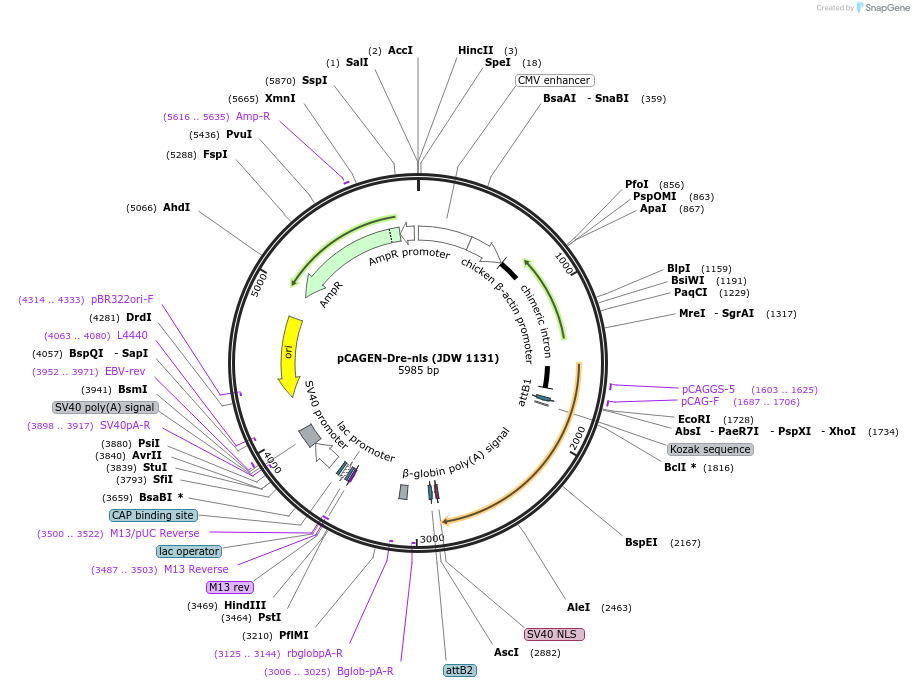 229809-plasmid-map-sequence-id-460319