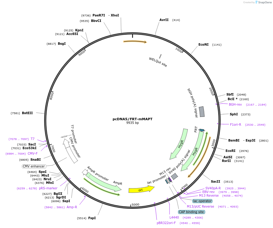 231584-plasmid-map-sequence-id-460321