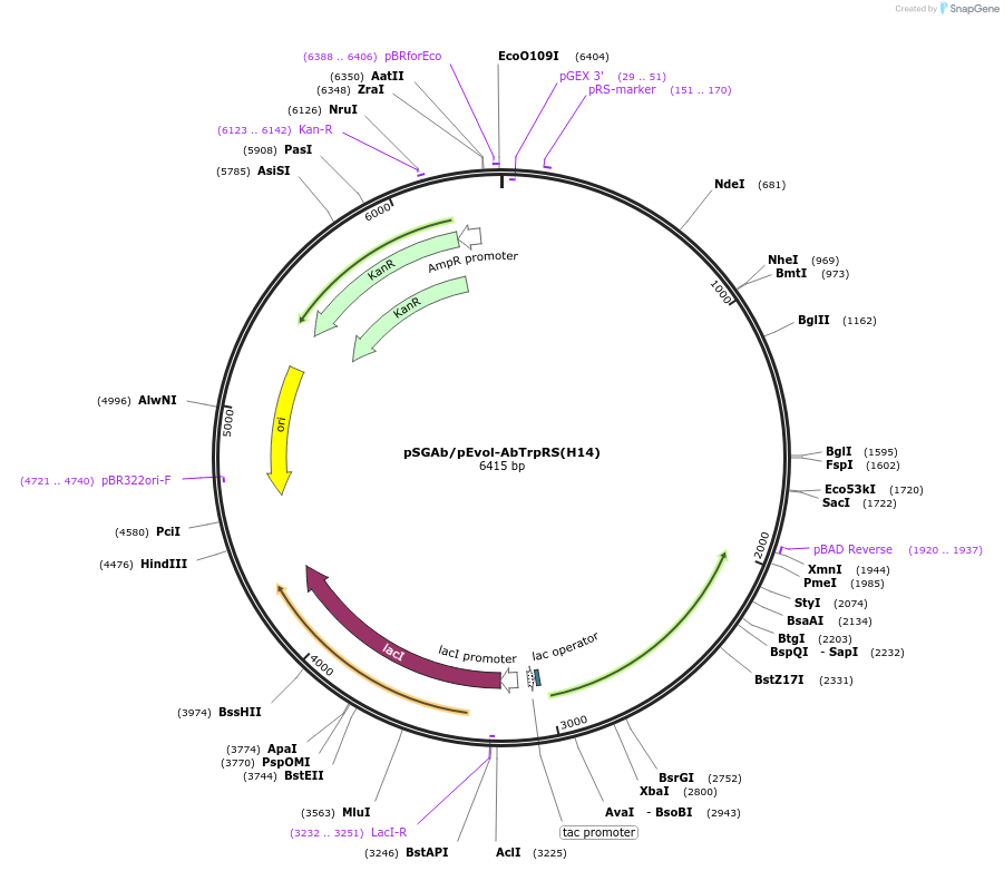 231133-plasmid-map-sequence-id-460364