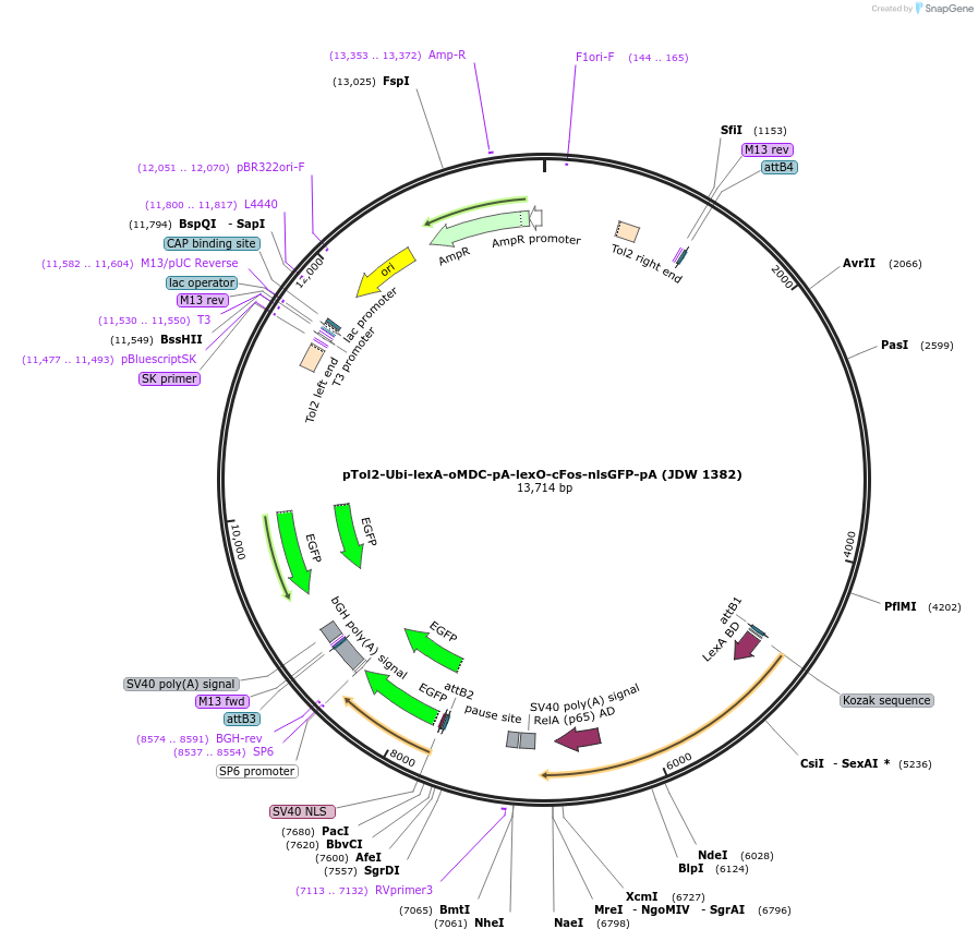 229813-plasmid-map-sequence-id-460461