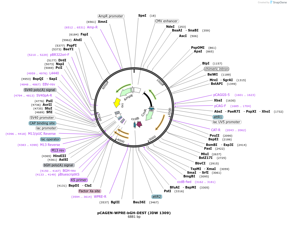 229815-plasmid-map-sequence-id-460475
