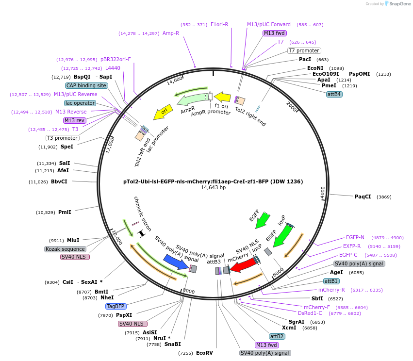 229816-plasmid-map-sequence-id-460476