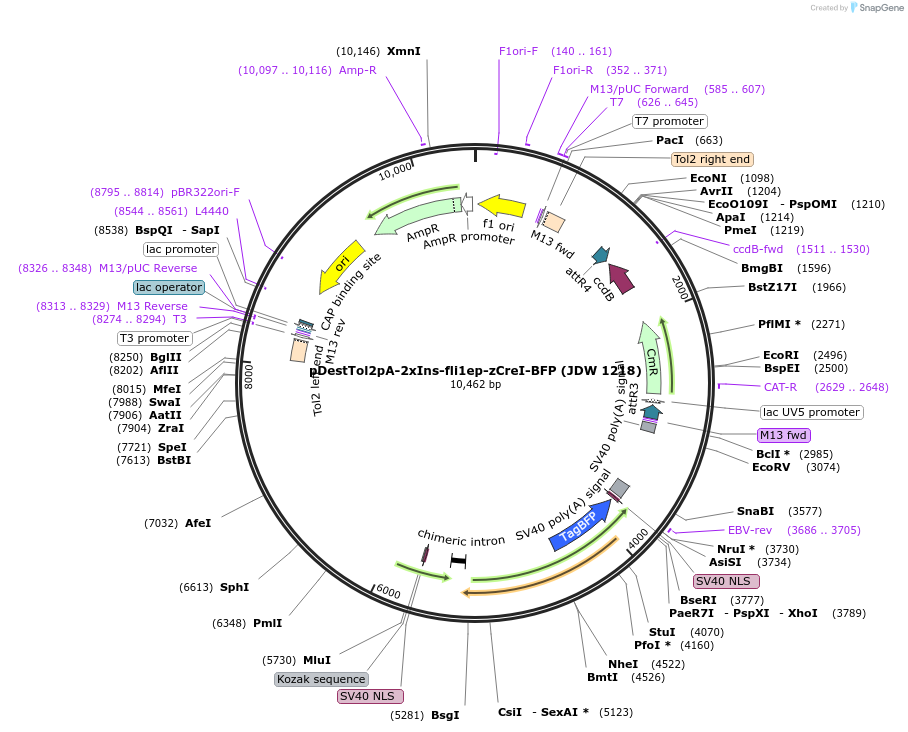 229819-plasmid-map-sequence-id-460478