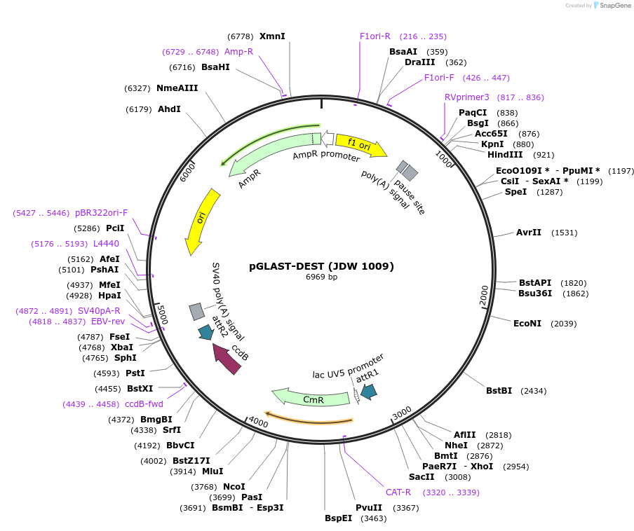 229822-plasmid-map-sequence-id-460482