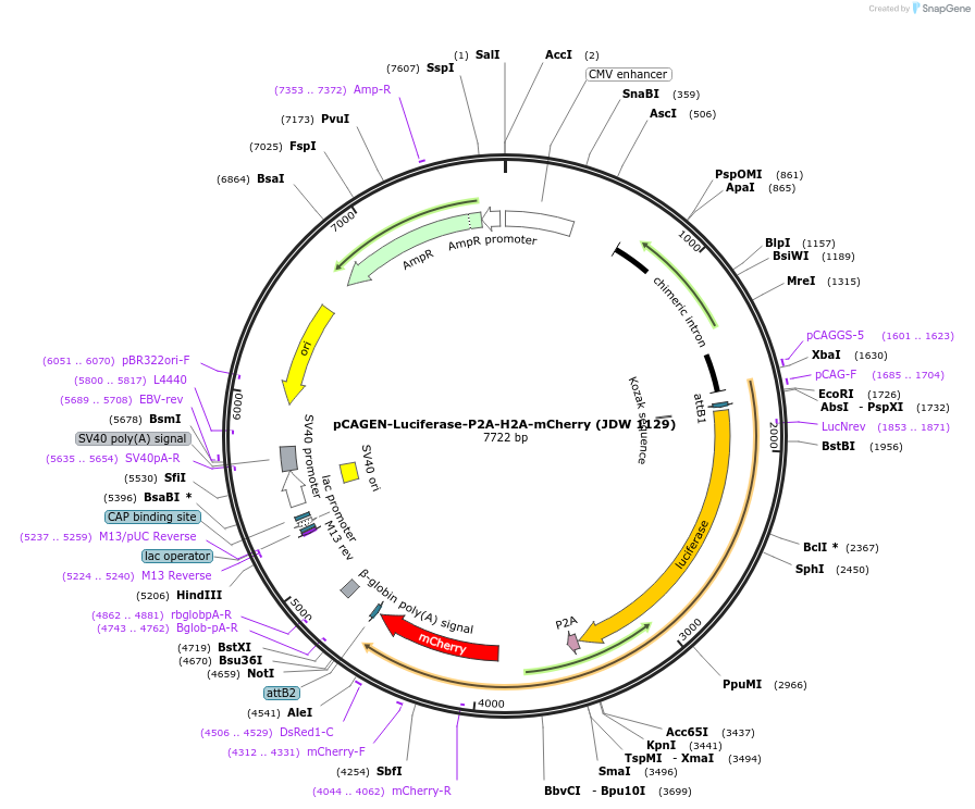 229823-plasmid-map-sequence-id-460483