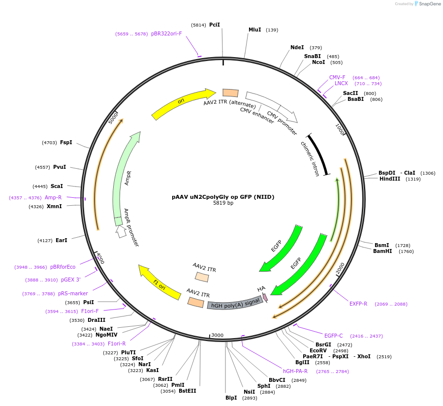 224356-plasmid-map-sequence-id-460492
