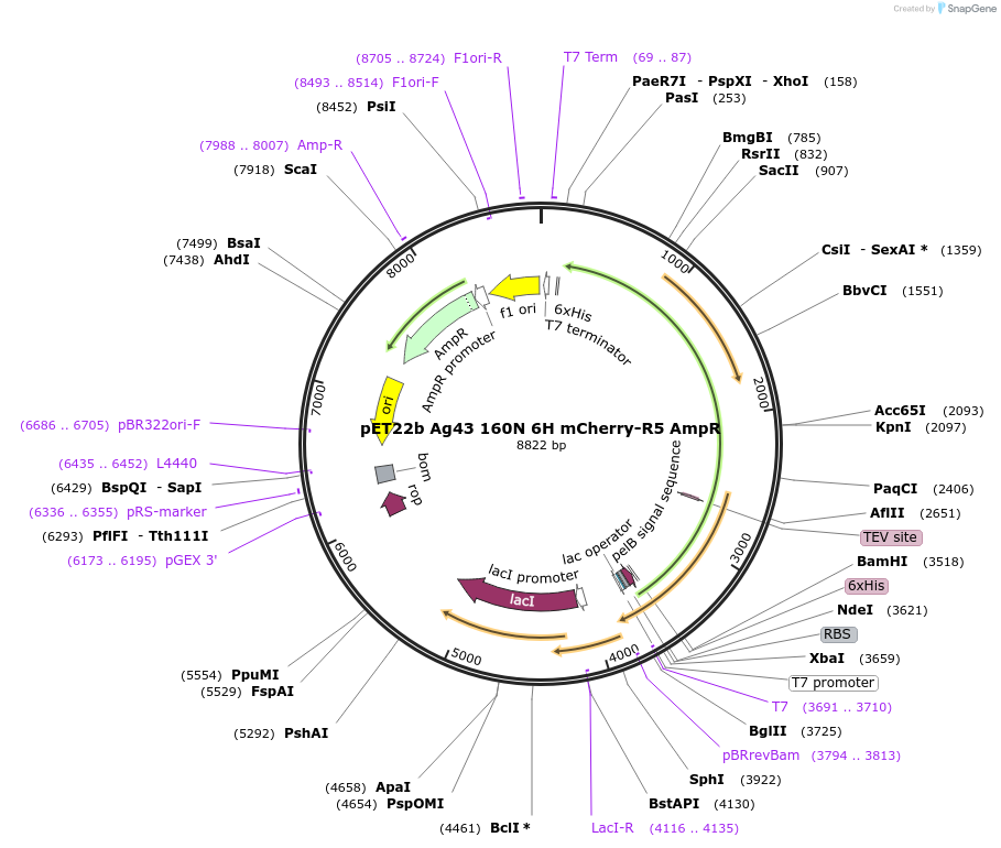 225141-plasmid-map-sequence-id-460500