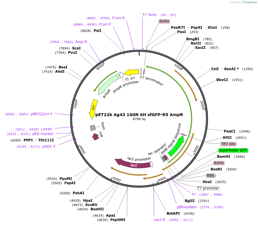 225139-plasmid-map-sequence-id-460505