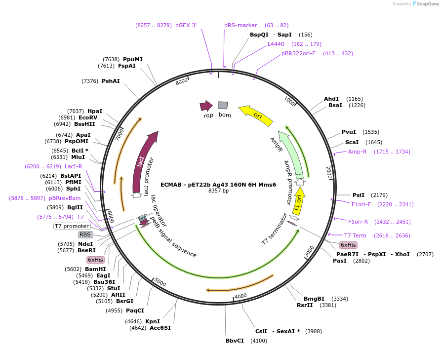 225539-plasmid-map-sequence-id-460507