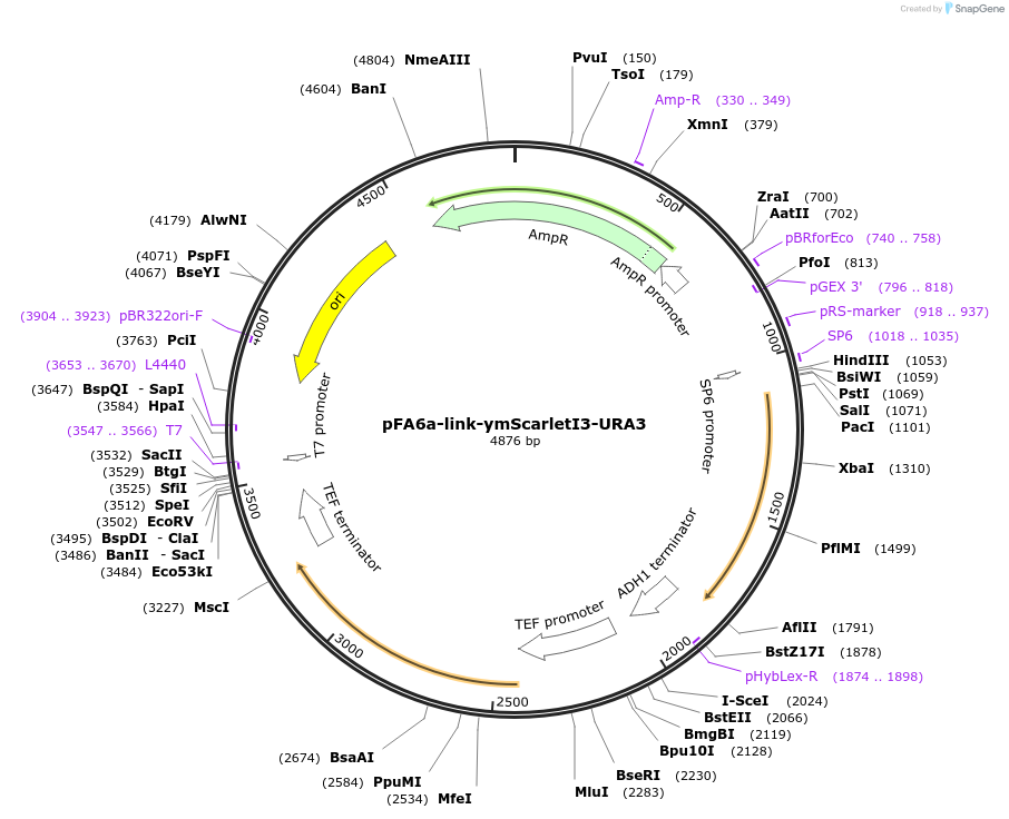 224075-plasmid-map-sequence-id-460510