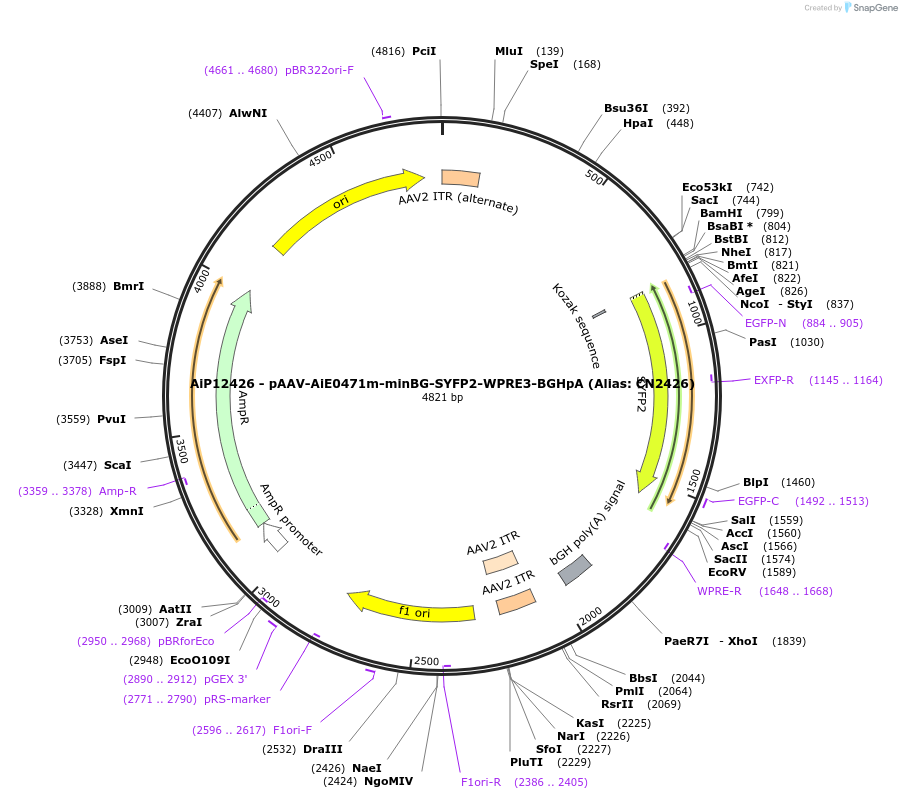 229890-plasmid-map-sequence-id-460592