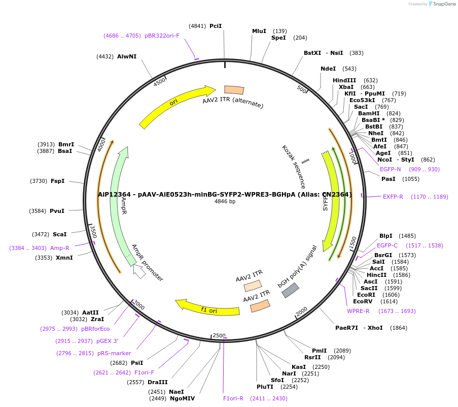 229887-plasmid-map-sequence-id-460594