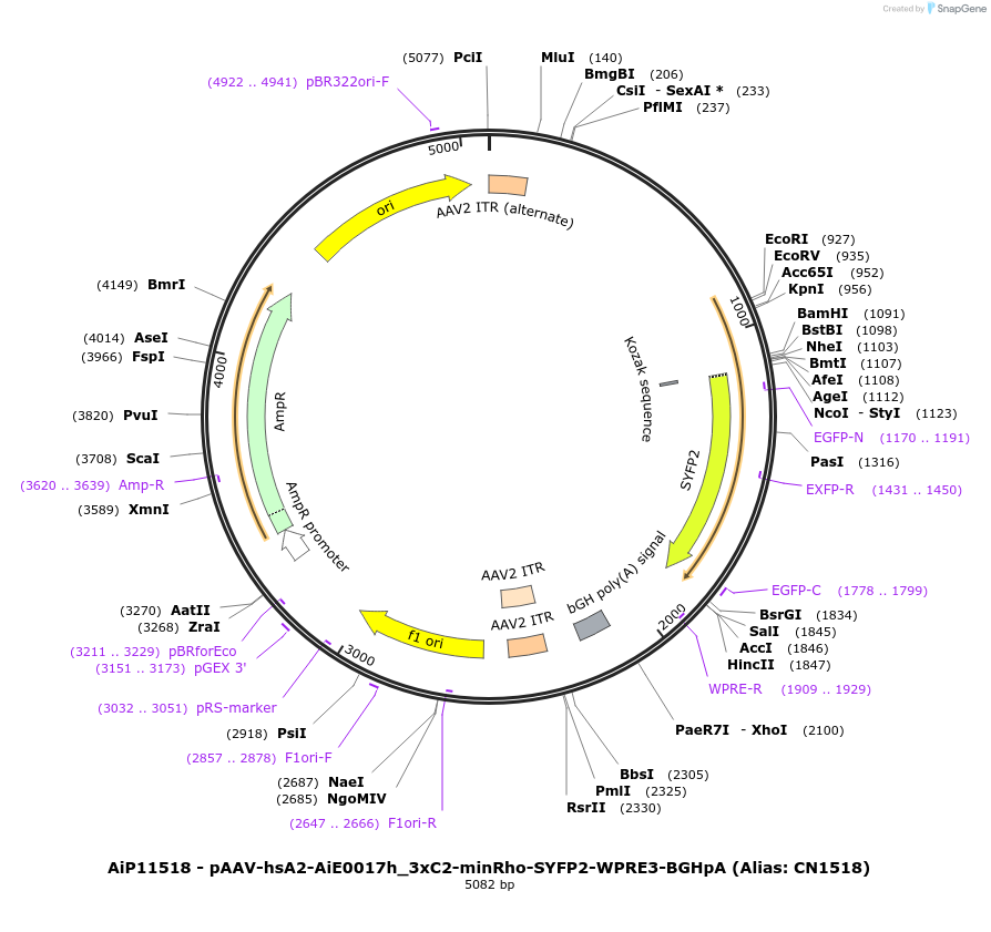 229881-plasmid-map-sequence-id-460595