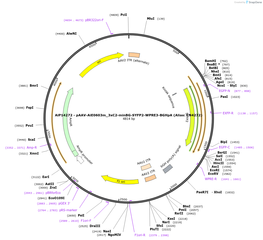 229921-plasmid-map-sequence-id-460596