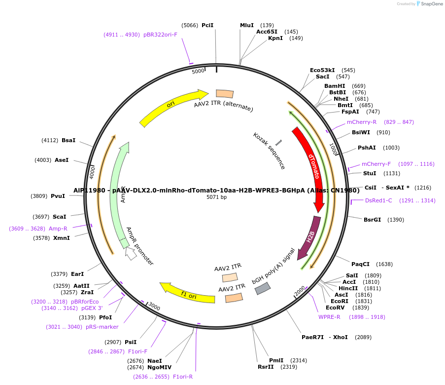 229934-plasmid-map-sequence-id-460597