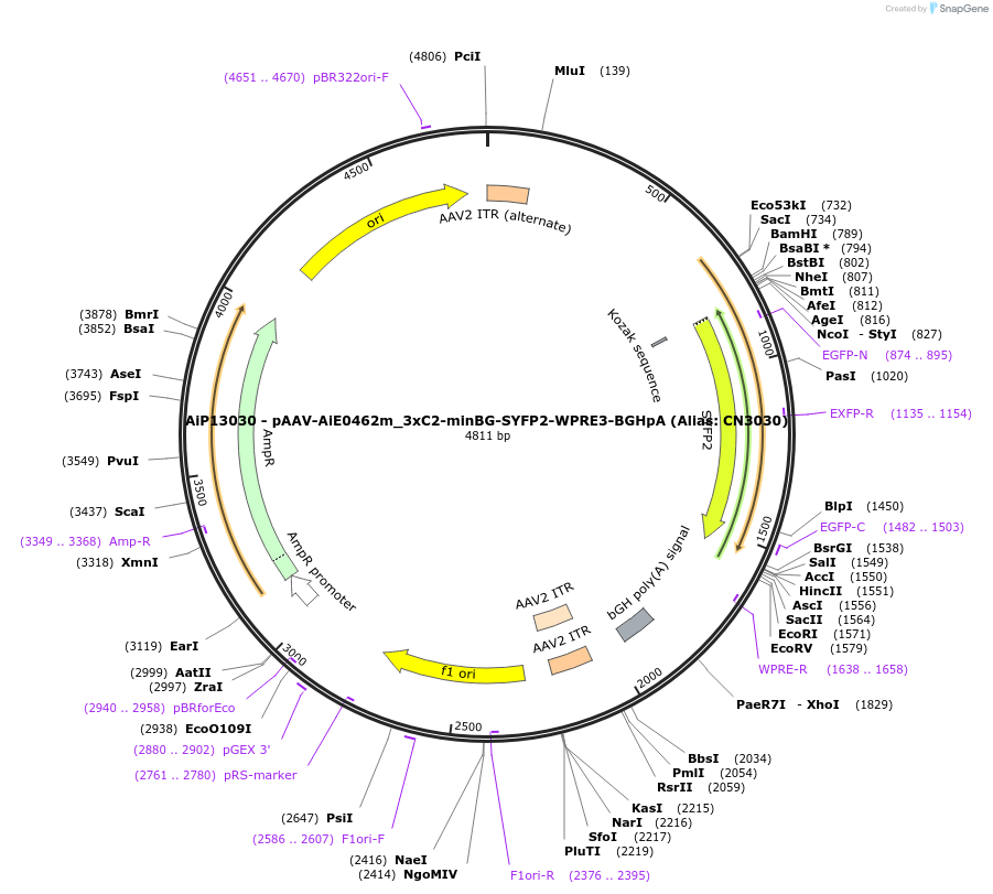 229909-plasmid-map-sequence-id-460599