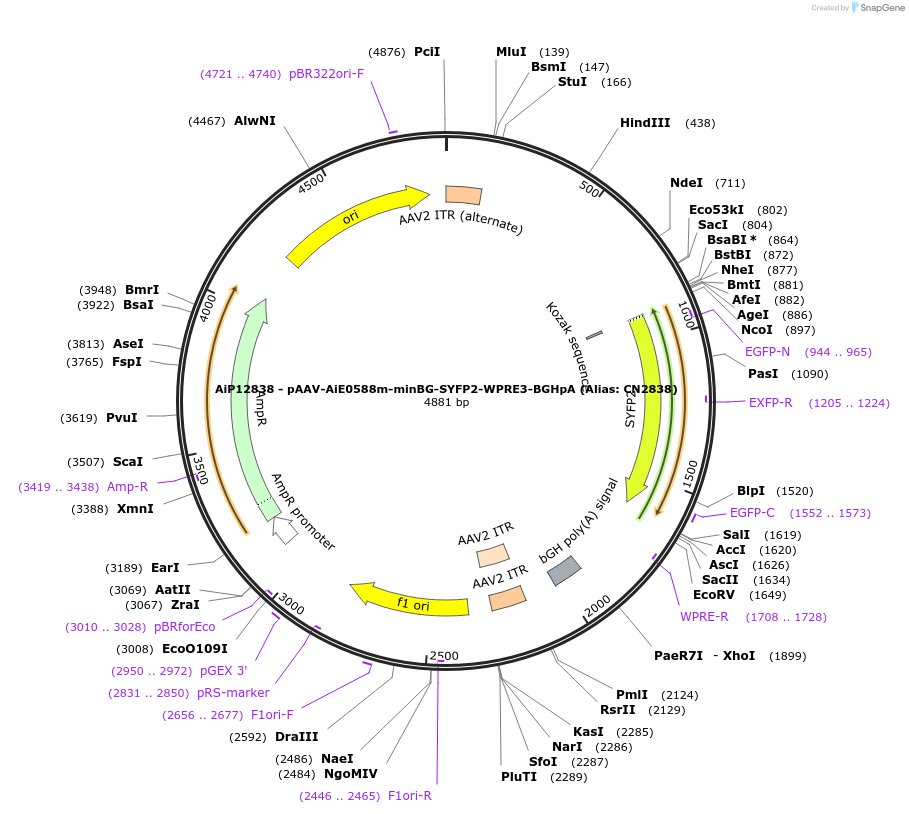 229901-plasmid-map-sequence-id-460601