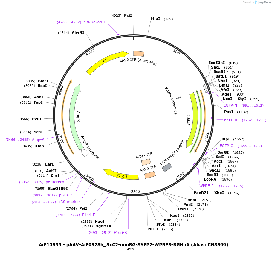 229916-plasmid-map-sequence-id-460602