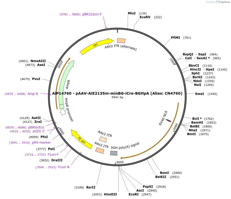 229926-plasmid-map-sequence-id-460603