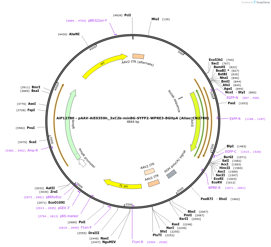 229899-plasmid-map-sequence-id-460605