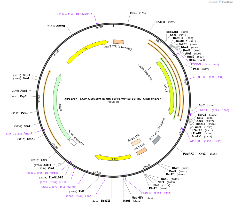 229897-plasmid-map-sequence-id-460607