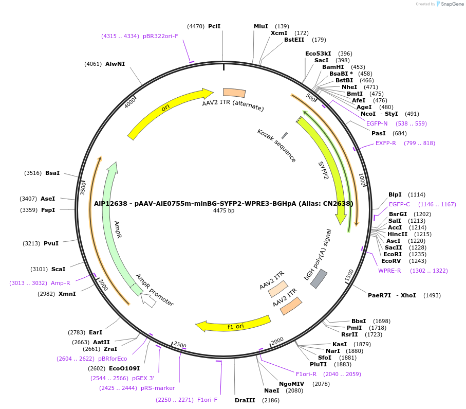 229896-plasmid-map-sequence-id-460609