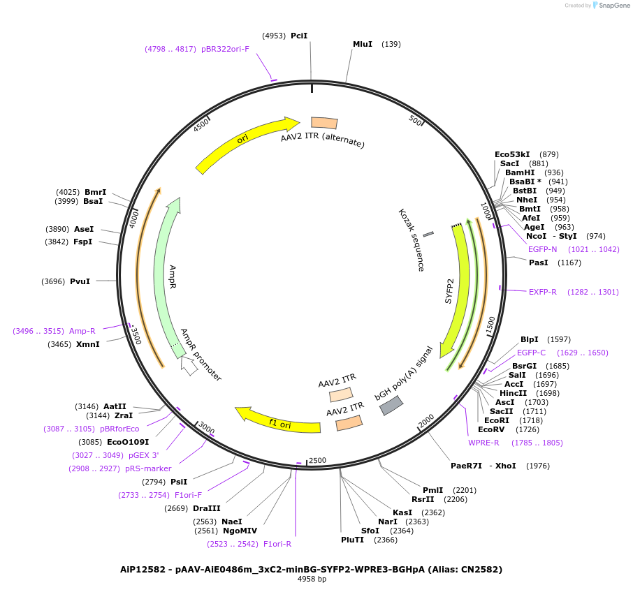 229894-plasmid-map-sequence-id-460612
