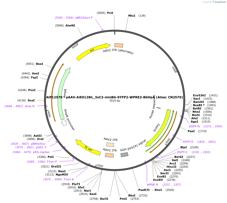 229893-plasmid-map-sequence-id-460613