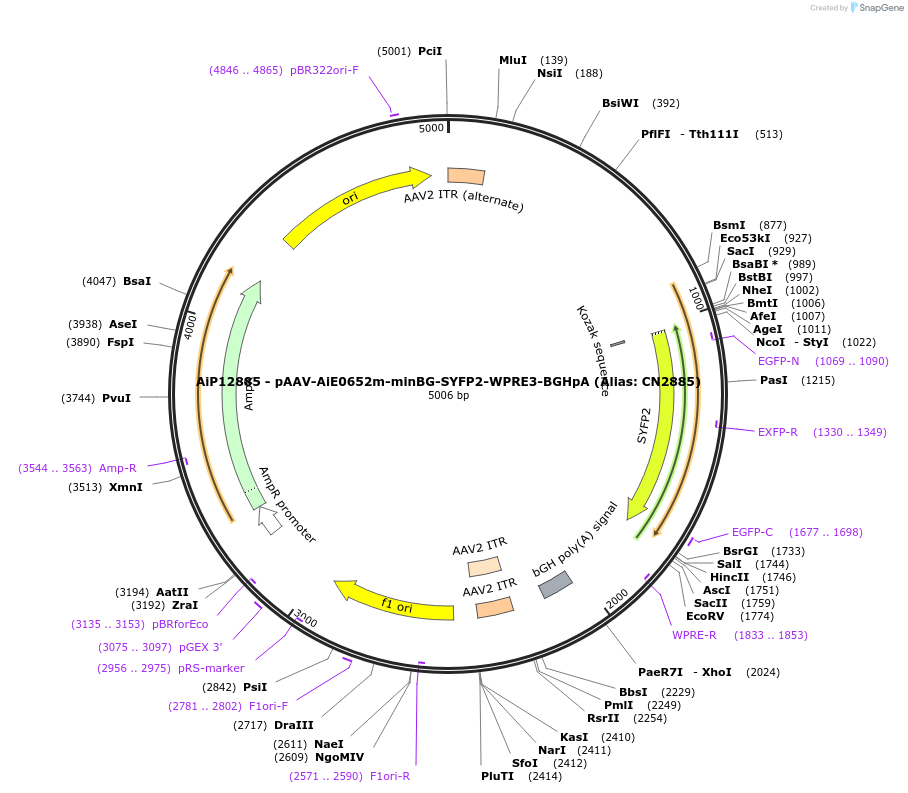 229906-plasmid-map-sequence-id-460614