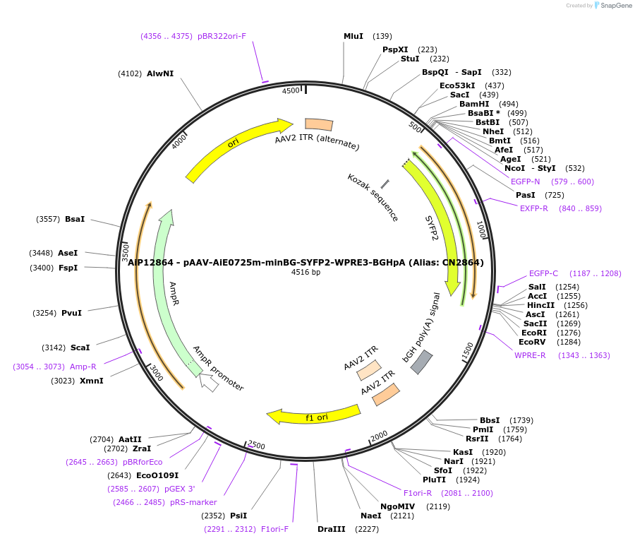 229905-plasmid-map-sequence-id-460615