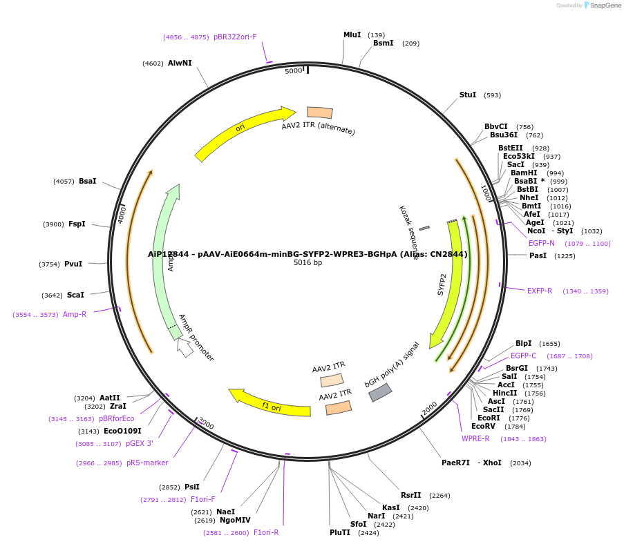 229903-plasmid-map-sequence-id-460619