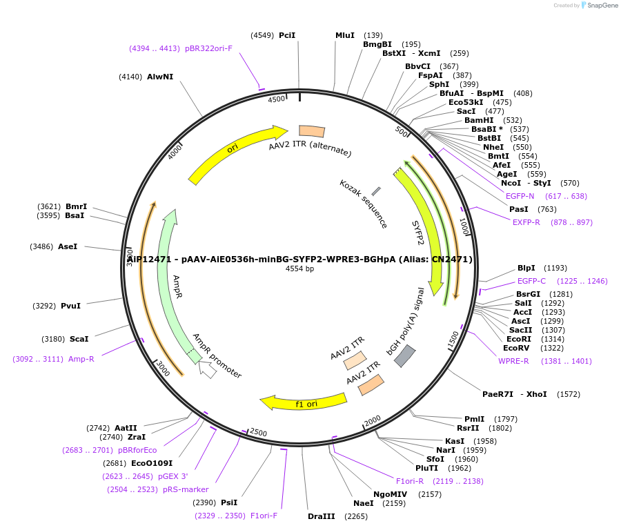 229891-plasmid-map-sequence-id-460620