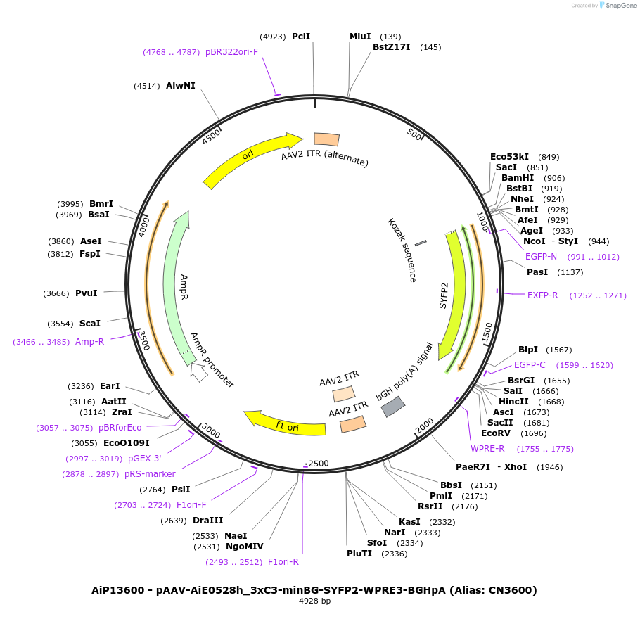229917-plasmid-map-sequence-id-460623