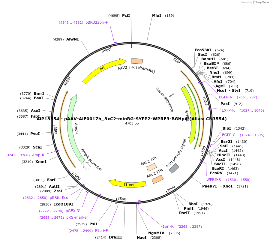 229912-plasmid-map-sequence-id-460624