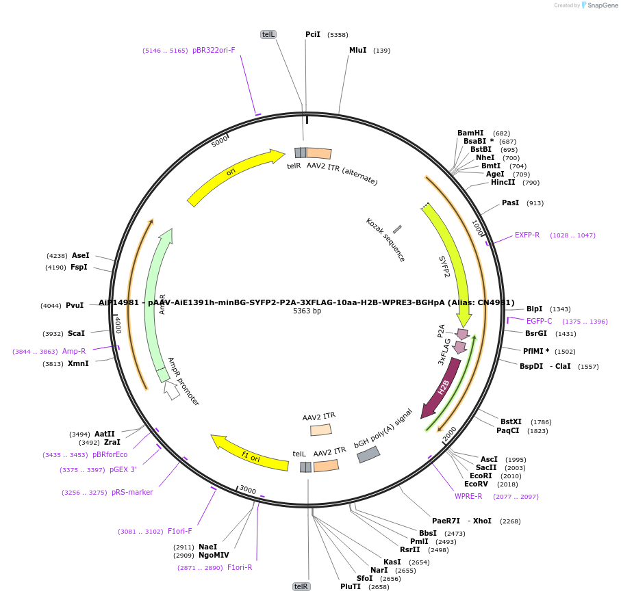 229928-plasmid-map-sequence-id-460625