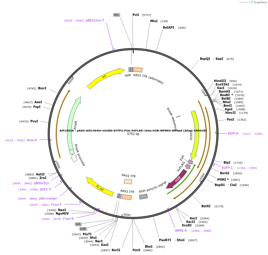 229929-plasmid-map-sequence-id-460626