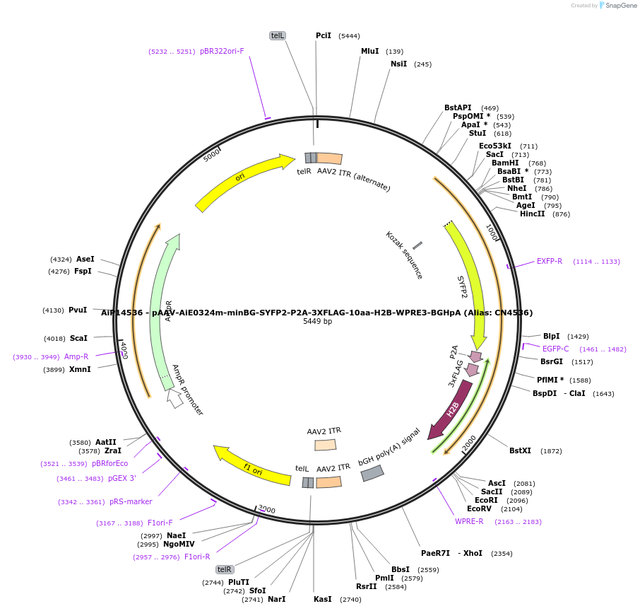 229924-plasmid-map-sequence-id-460627
