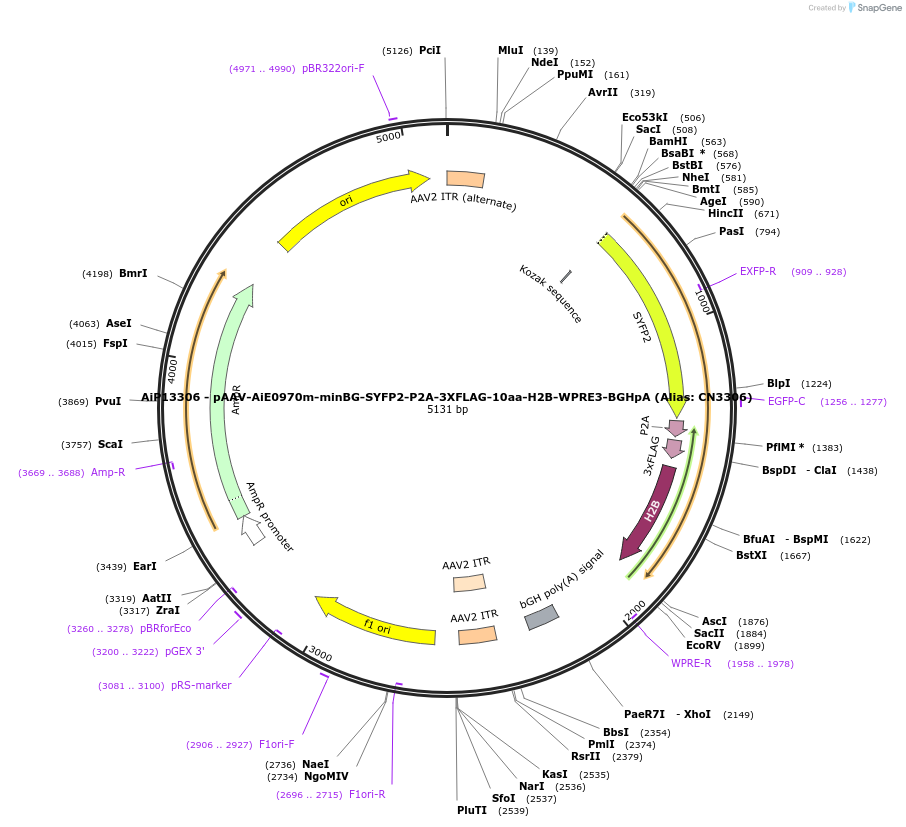 229911-plasmid-map-sequence-id-460628