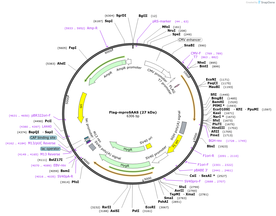 231635-plasmid-map-sequence-id-460630
